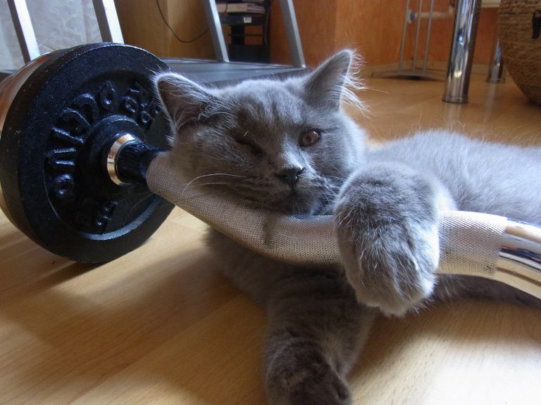 Train your cat to do a new trick 2