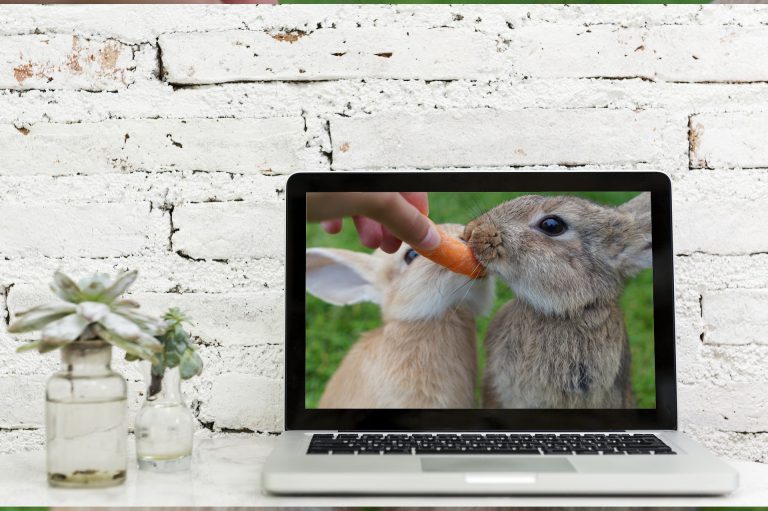 Watch rabbit training videos 3