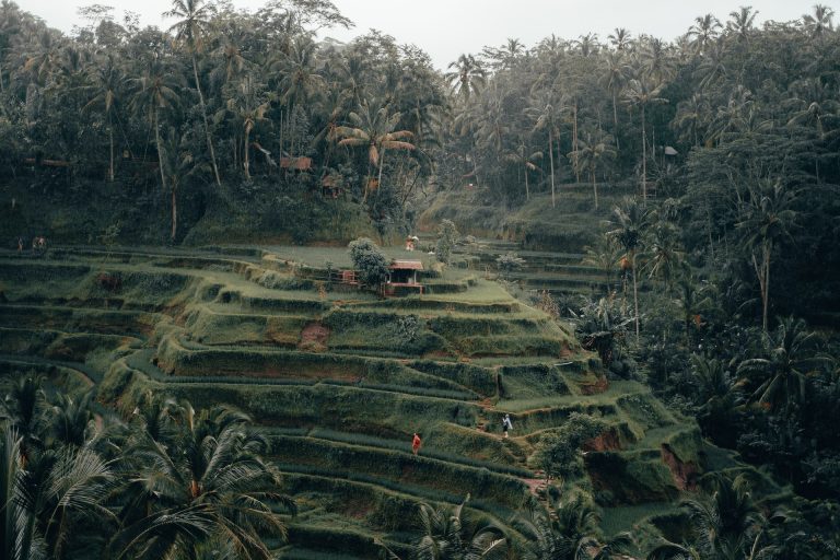 Tegalalang Rice Terrace Bali Indonesia