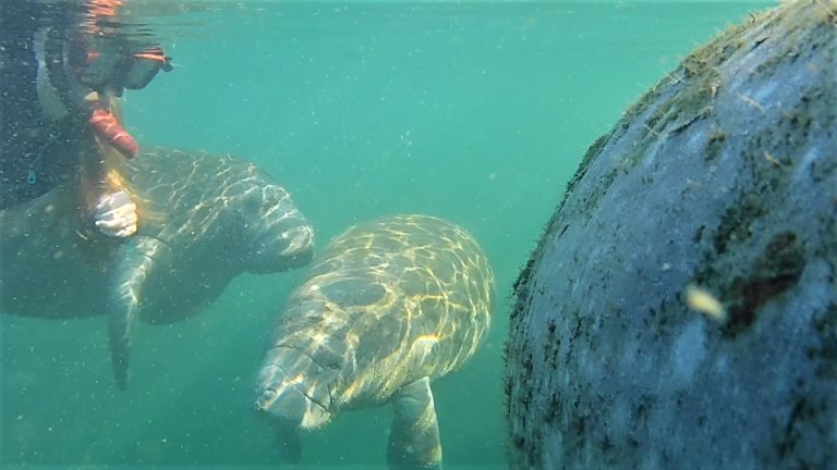 Floating with a few manatees