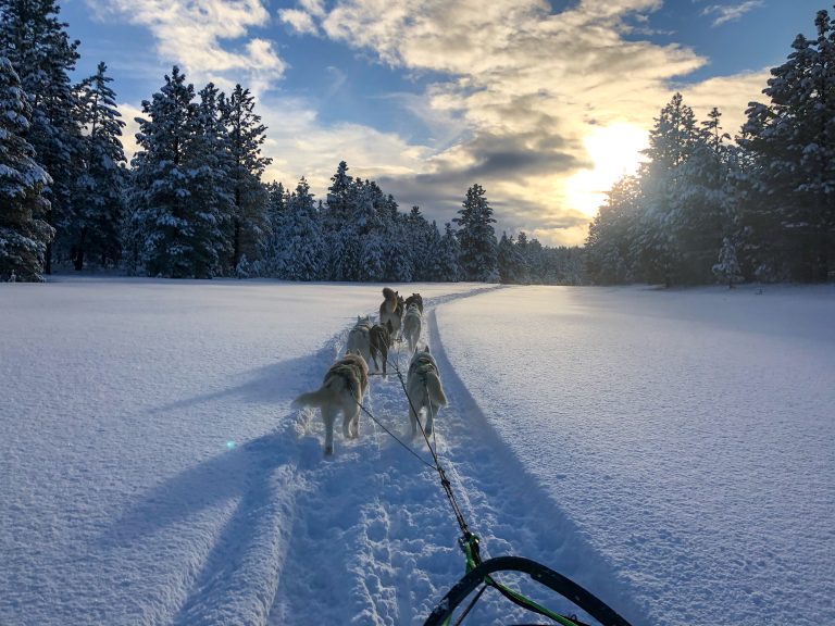 Dog mushing in California