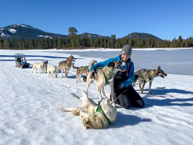 The dogs of Susitna Sled Dog Adventures