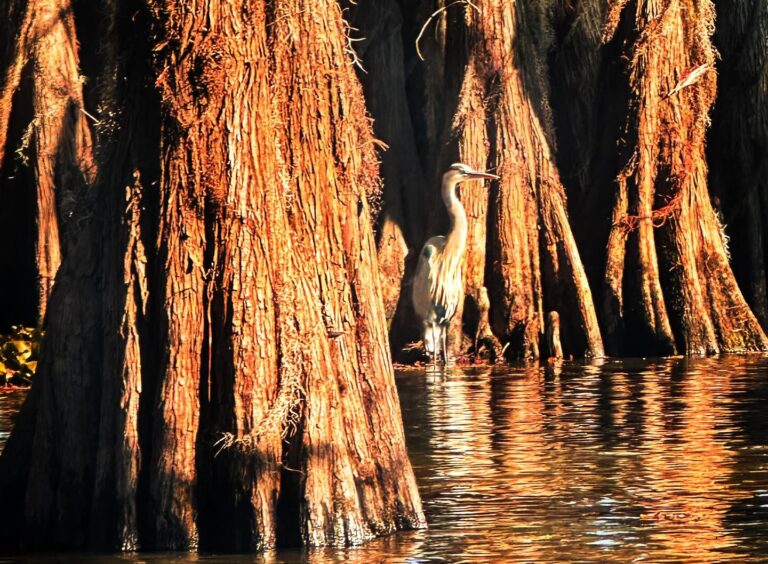 Caddo Lake, Bayou Bird