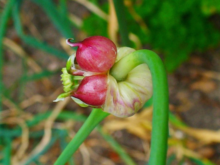 Alliaceae, Garlic, bulbils; Karlsruhe, Germany. Fresh bulbs