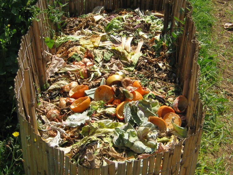 Compost With Kitchen Waste