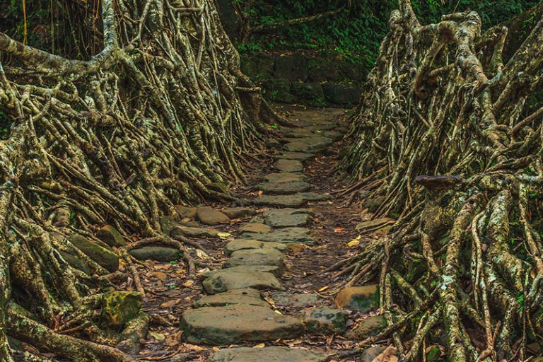 The astonishing root bridges of Meghalaya
