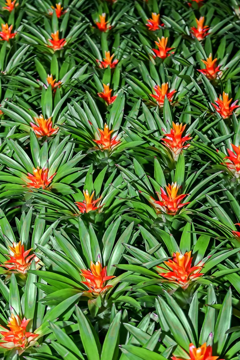 Jungle Plants At Home