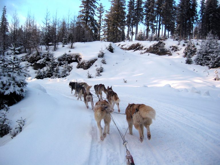 Dog Sledding