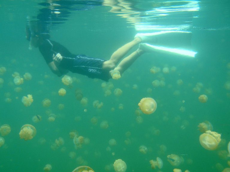 A swimmer snorkeling in Jellyfish Lake.