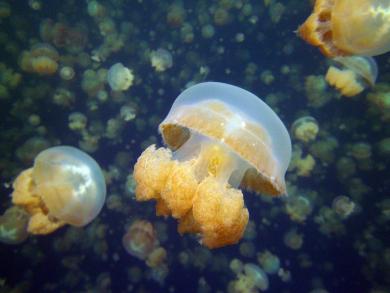 Jellyfish in jellyfish Lake