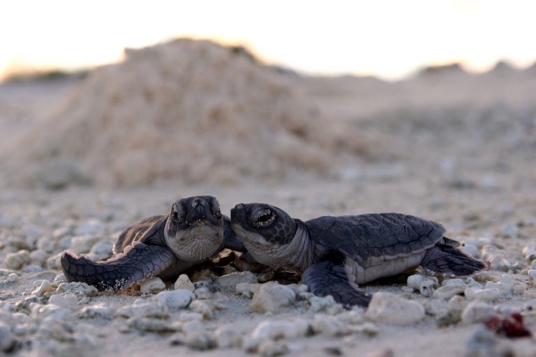 Baby Sea Turtles