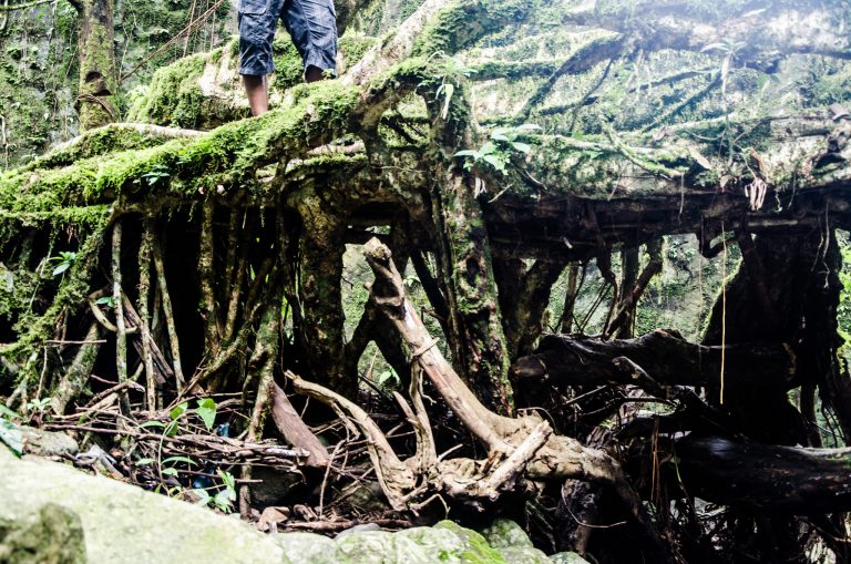 Double Decker Living Root Bridge