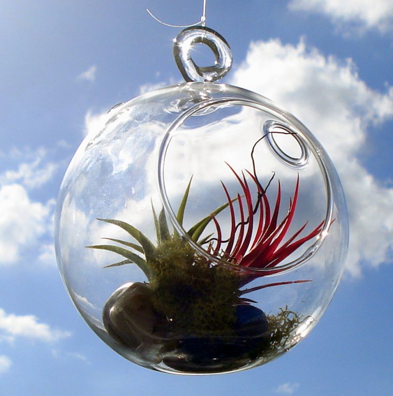 Air plant in clear globe in the sky