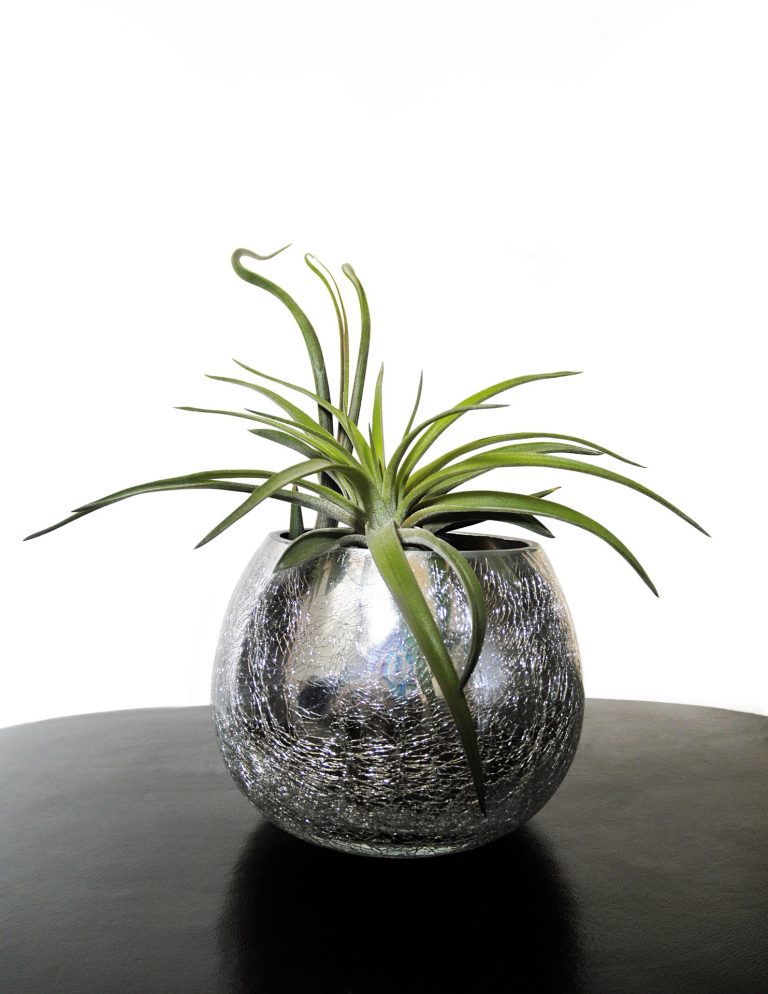 Air Plant