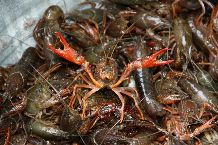 Crayfish getting ready to cook