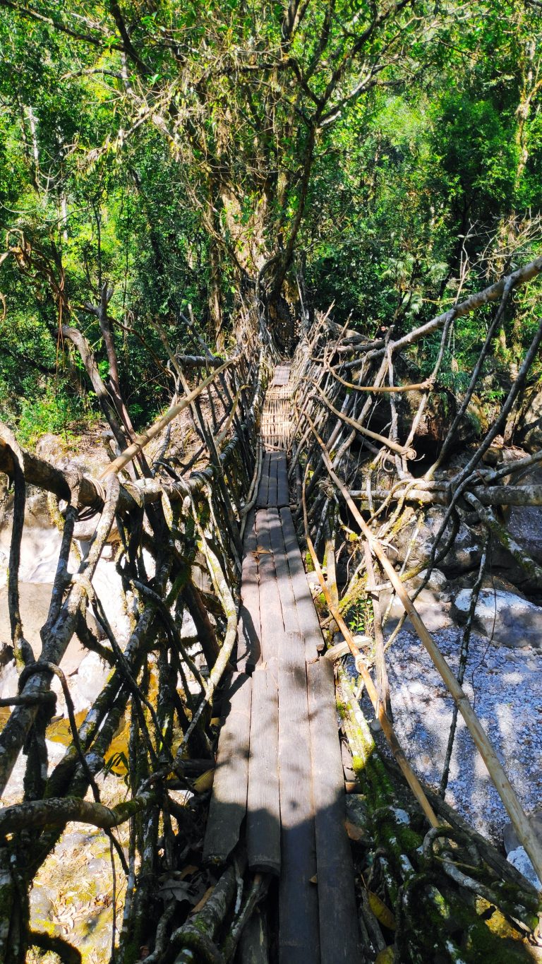 Living root bridge
