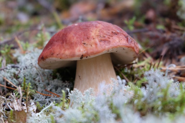 Mushroom Hunting