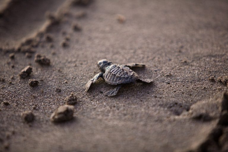 Baby Sea Turtles