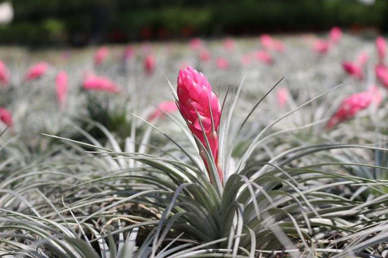 Grow an air plant
