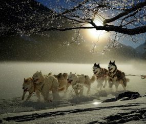 Dog Sledding Dusk Snow Mountains